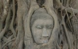 buddha-in-a-tree